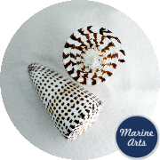 8674 - Cones Leopard - Large 7.5cm